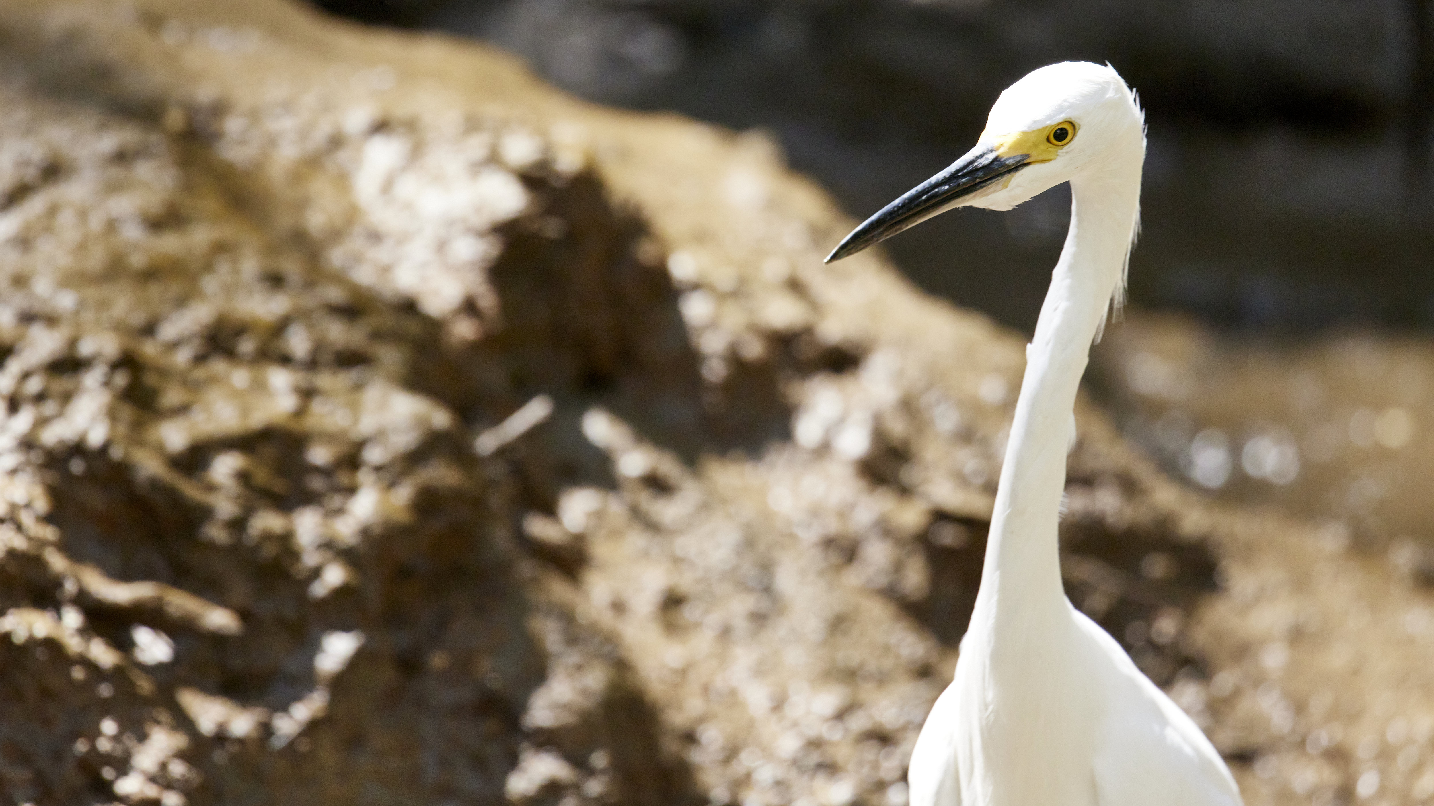 Great egret - image 3